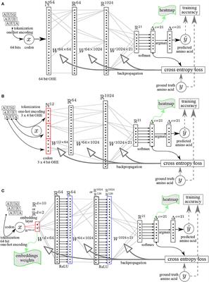 Cracking the genetic code with neural networks